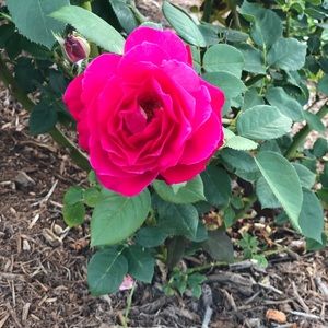 Meet your Posher, Lily